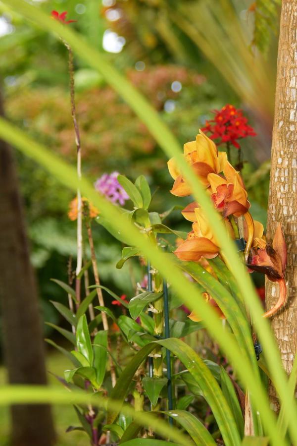 Bed and Breakfast Le Jacaranda Du Guillaume Le Guillaume Esterno foto